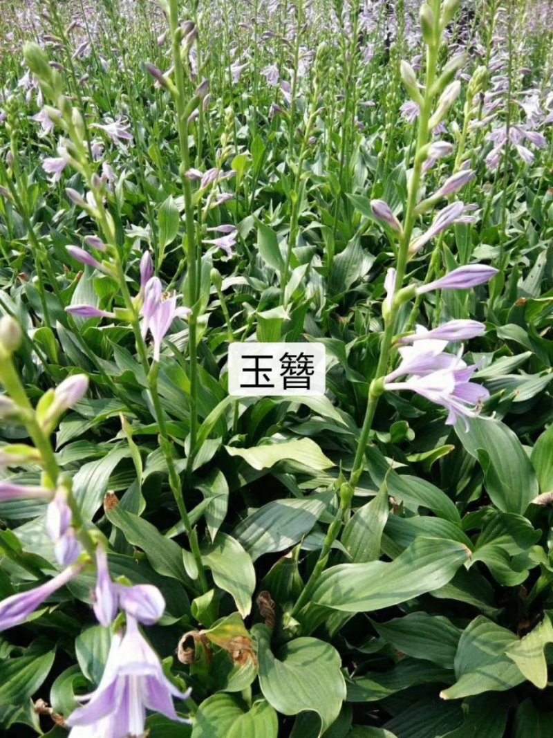 德国鸢尾德国鸢尾花卉盆景