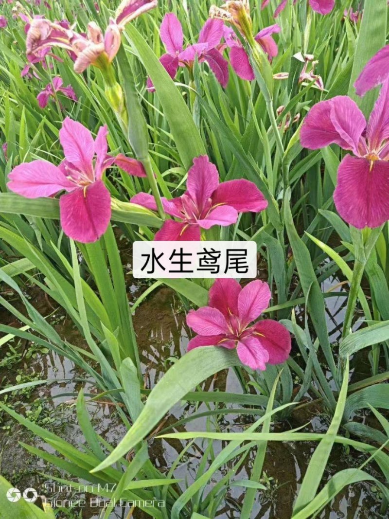 德国鸢尾德国鸢尾花卉盆景