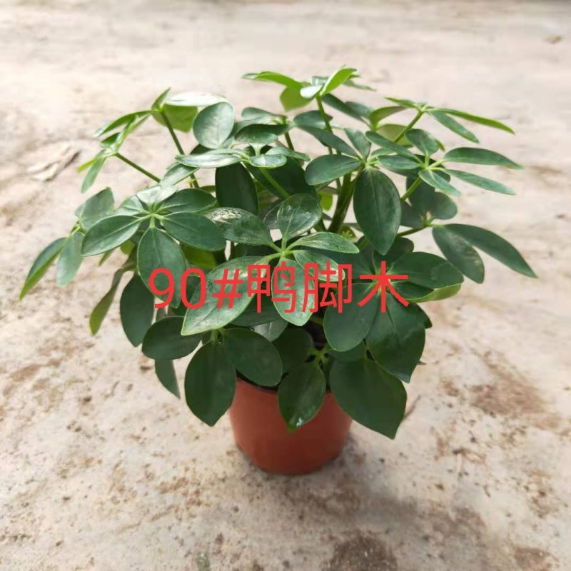 90#鸭脚木110#鸭脚木批发花卉小盆栽带盆发物流