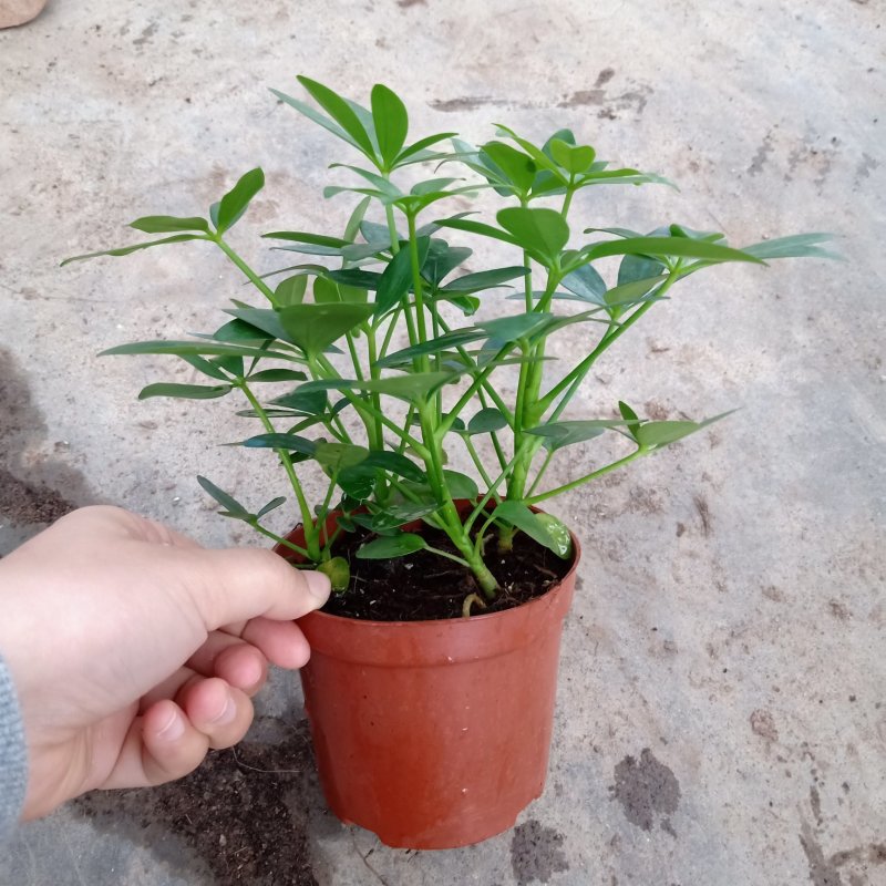 90#鸭脚木110#鸭脚木批发花卉小盆栽带盆发物流