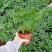 90#鸭脚木110#鸭脚木批发花卉小盆栽带盆发物流