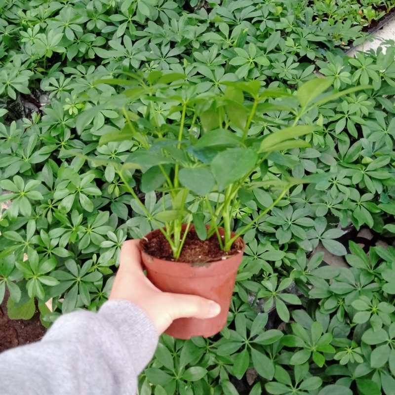 90#鸭脚木110#鸭脚木批发花卉小盆栽带盆发物流