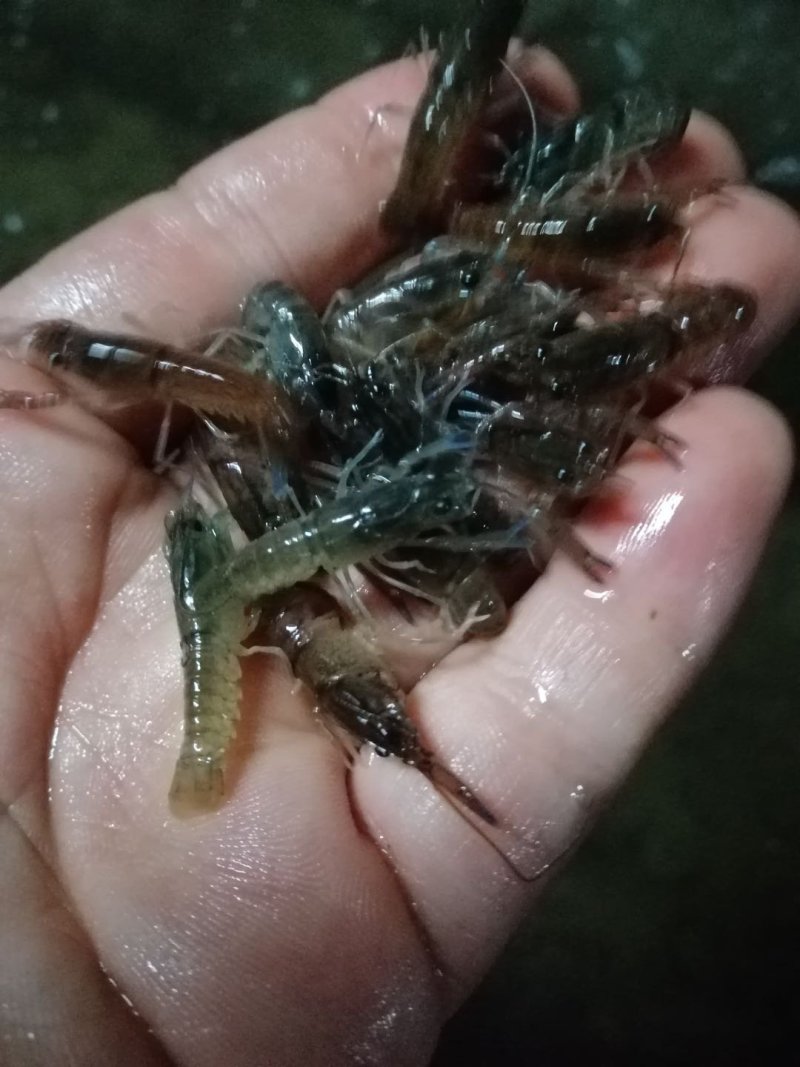澳洲龙虾规格齐全欢迎采购肉质鲜美。。。。