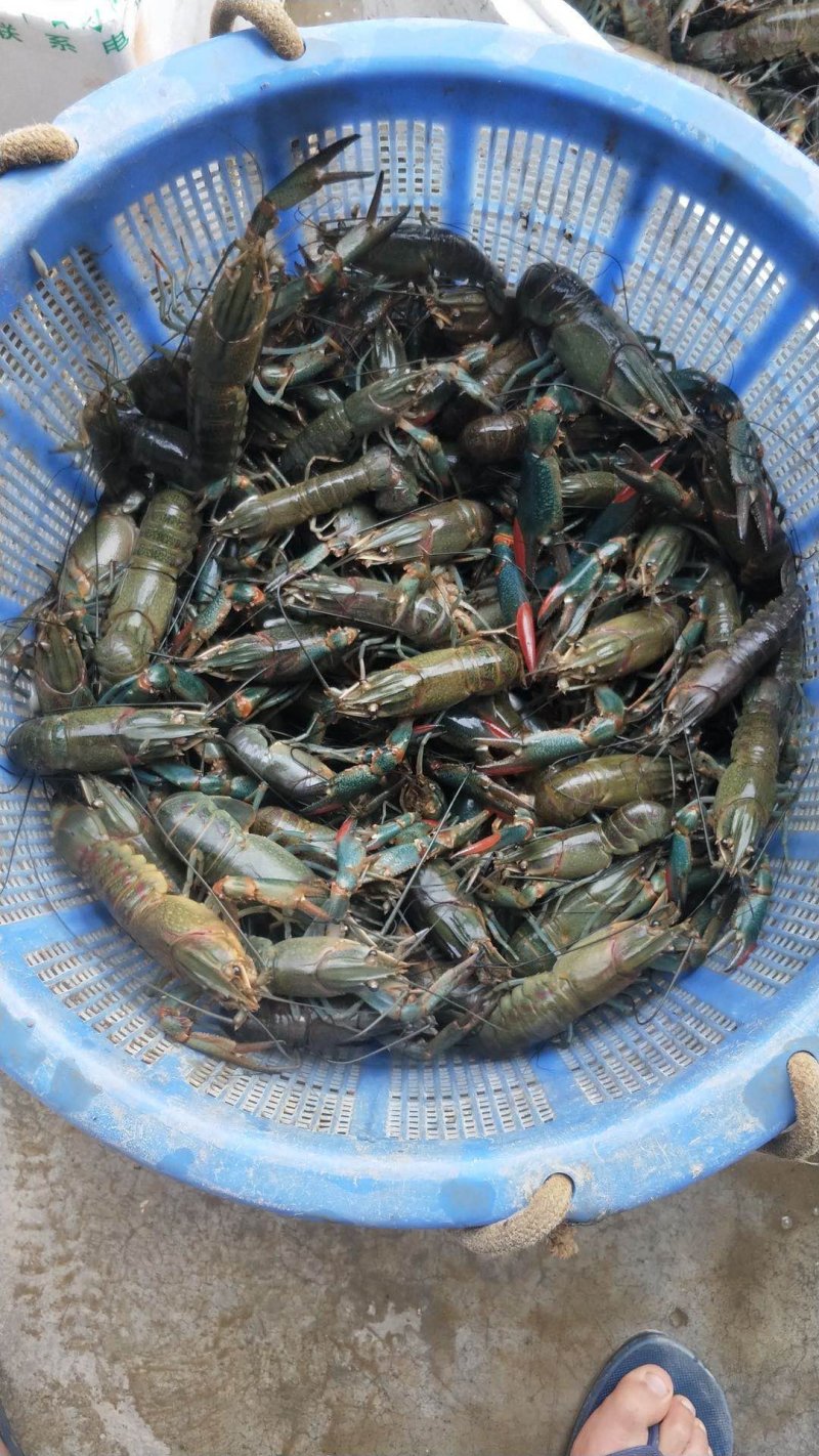 澳洲龙虾规格齐全欢迎采购肉质鲜美。。。。