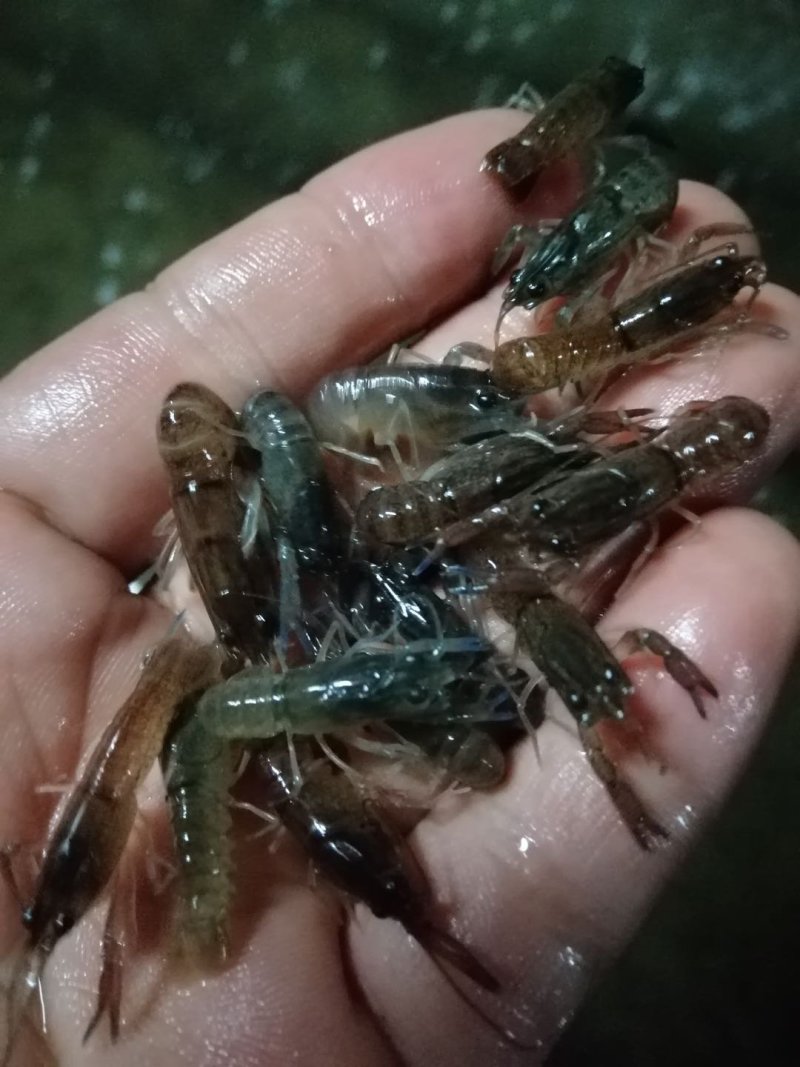 澳洲龙虾规格齐全欢迎采购肉质鲜美。。。。