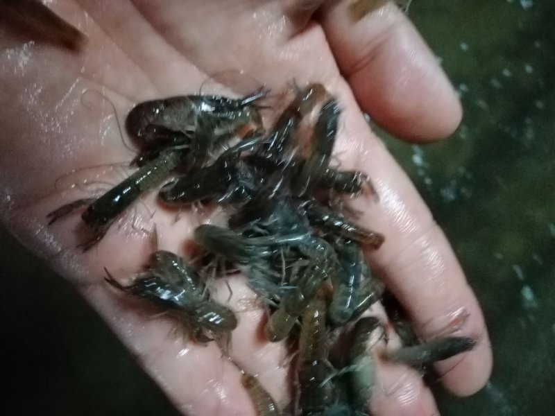 澳洲龙虾规格齐全欢迎采购肉质鲜美。。。。