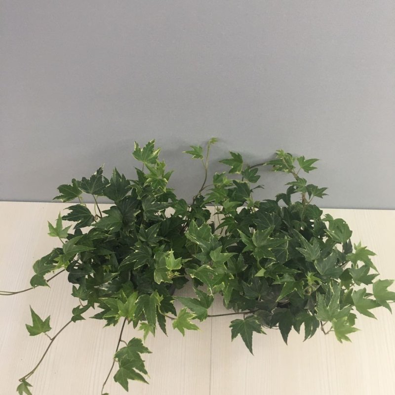 常春藤吊兰盆栽绿植吸甲醛