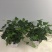 常春藤吊兰盆栽绿植吸甲醛