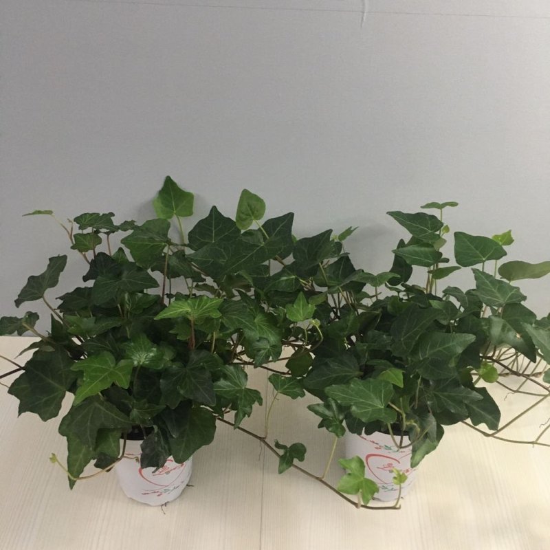 常春藤吊兰盆栽绿植吸甲醛