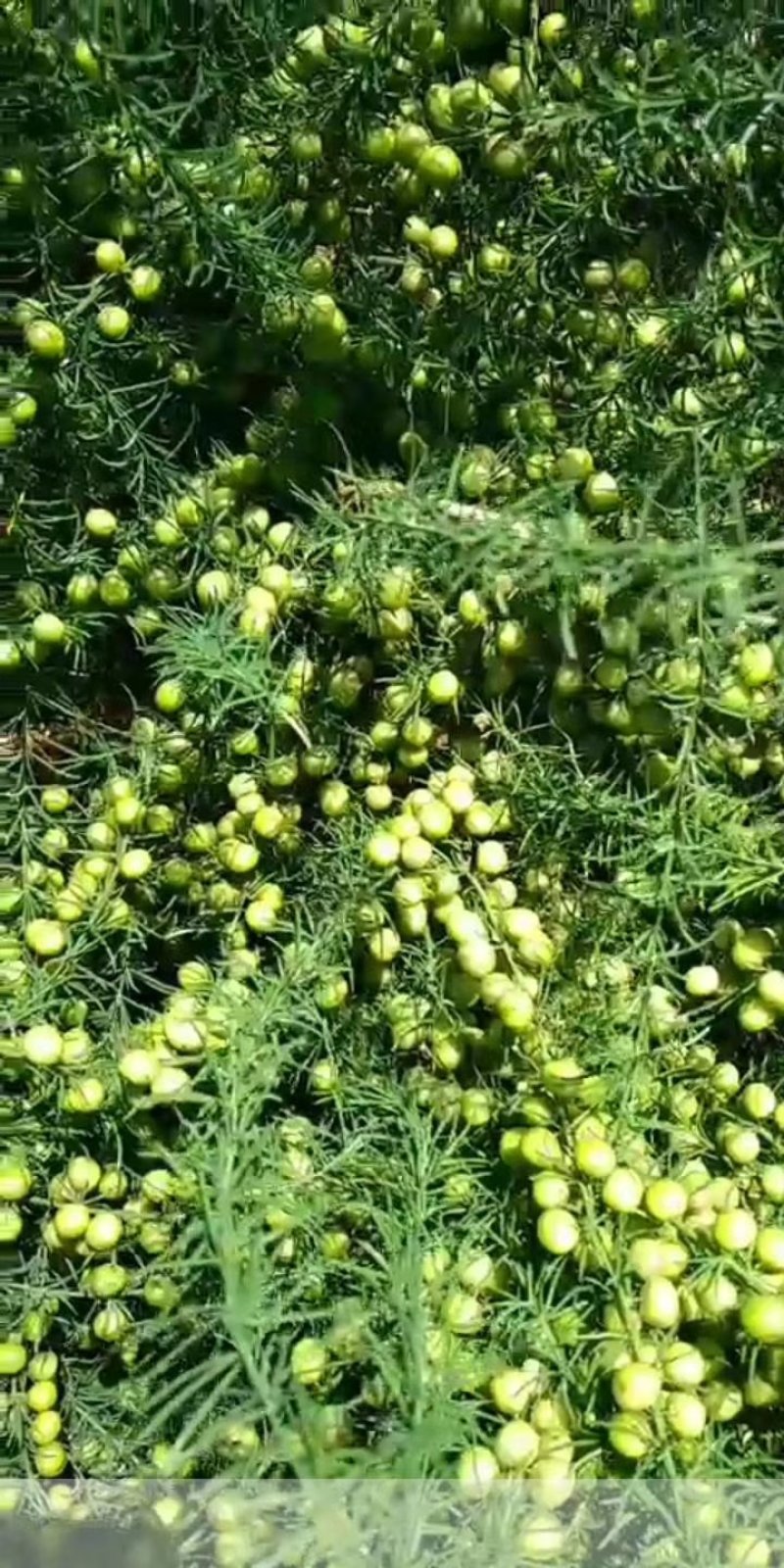 天门冬