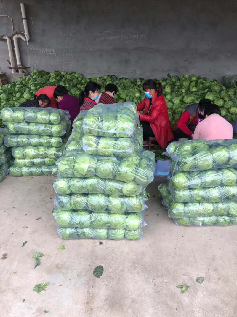 甘蓝中甘21系列，铁头，电商货产地代发，