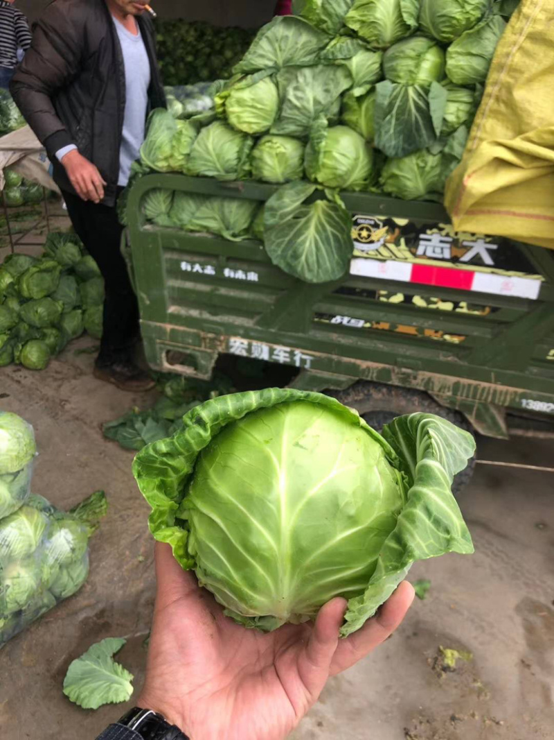 甘蓝中甘21系列，铁头，电商货产地代发，