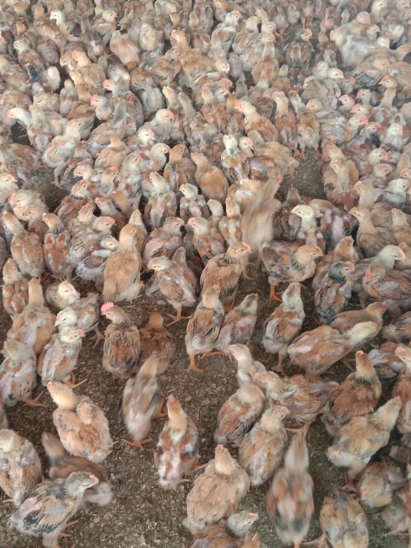 鸡苗大种K9鸡苗肉鸡苗专业孵化厂家直发包打疫苗包运费