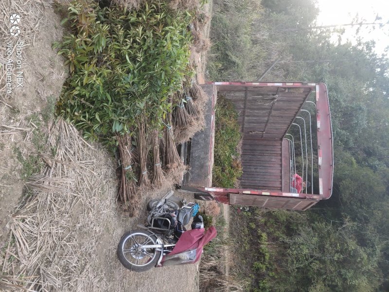 木荷苗木荷袋苗造林苗木各种规格袋苗等……