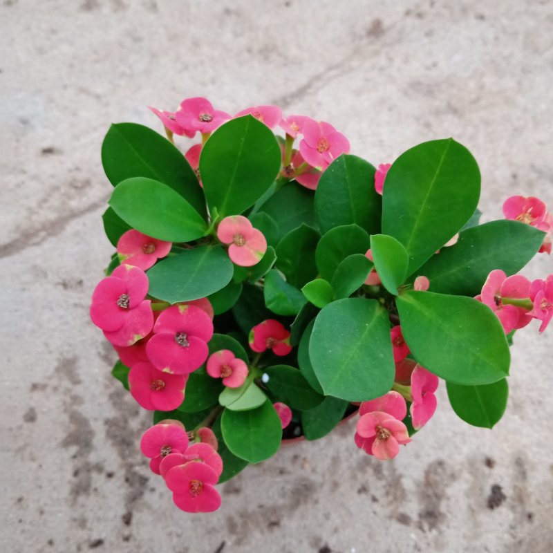 90#铁海棠110#虎刺梅批发花卉小盆栽带盆发物流