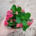 90#铁海棠110#虎刺梅批发花卉小盆栽带盆发物流