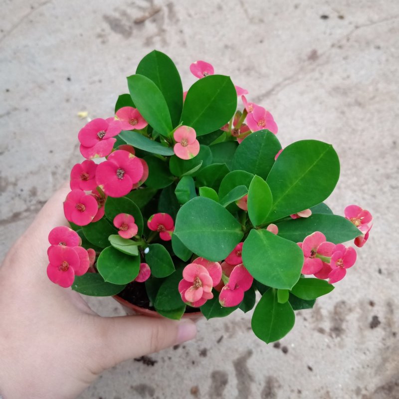 90#铁海棠110#虎刺梅批发花卉小盆栽带盆发物流