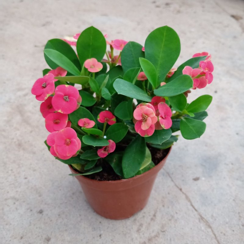 90#铁海棠110#虎刺梅批发花卉小盆栽带盆发物流