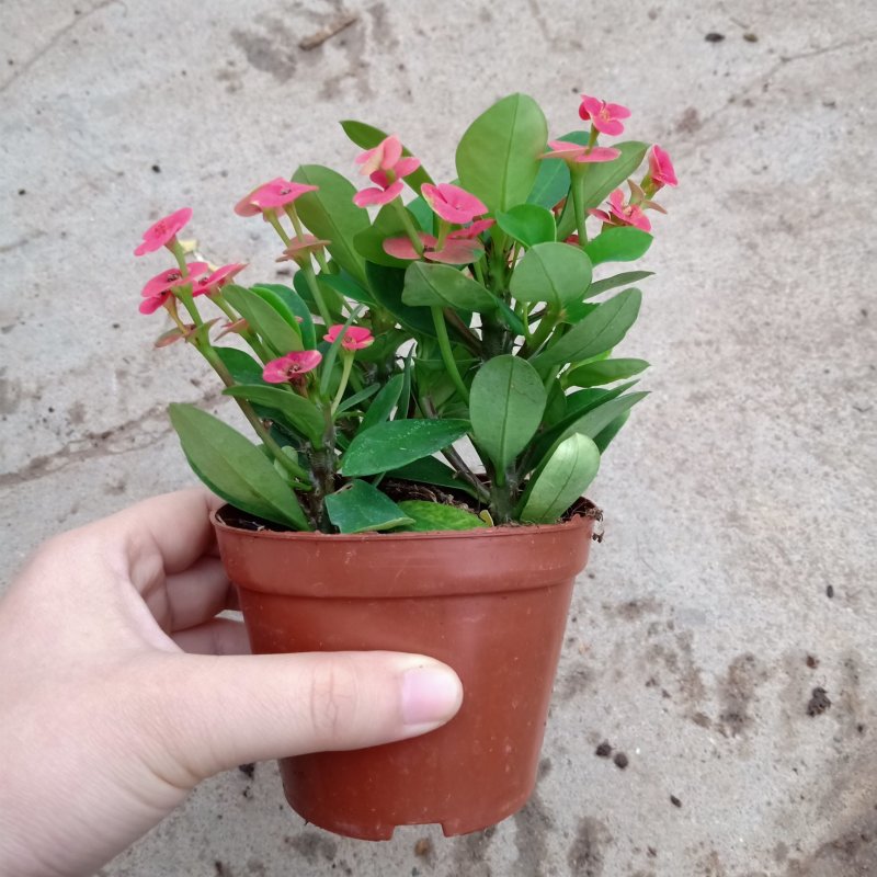 90#铁海棠110#虎刺梅批发花卉小盆栽带盆发物流