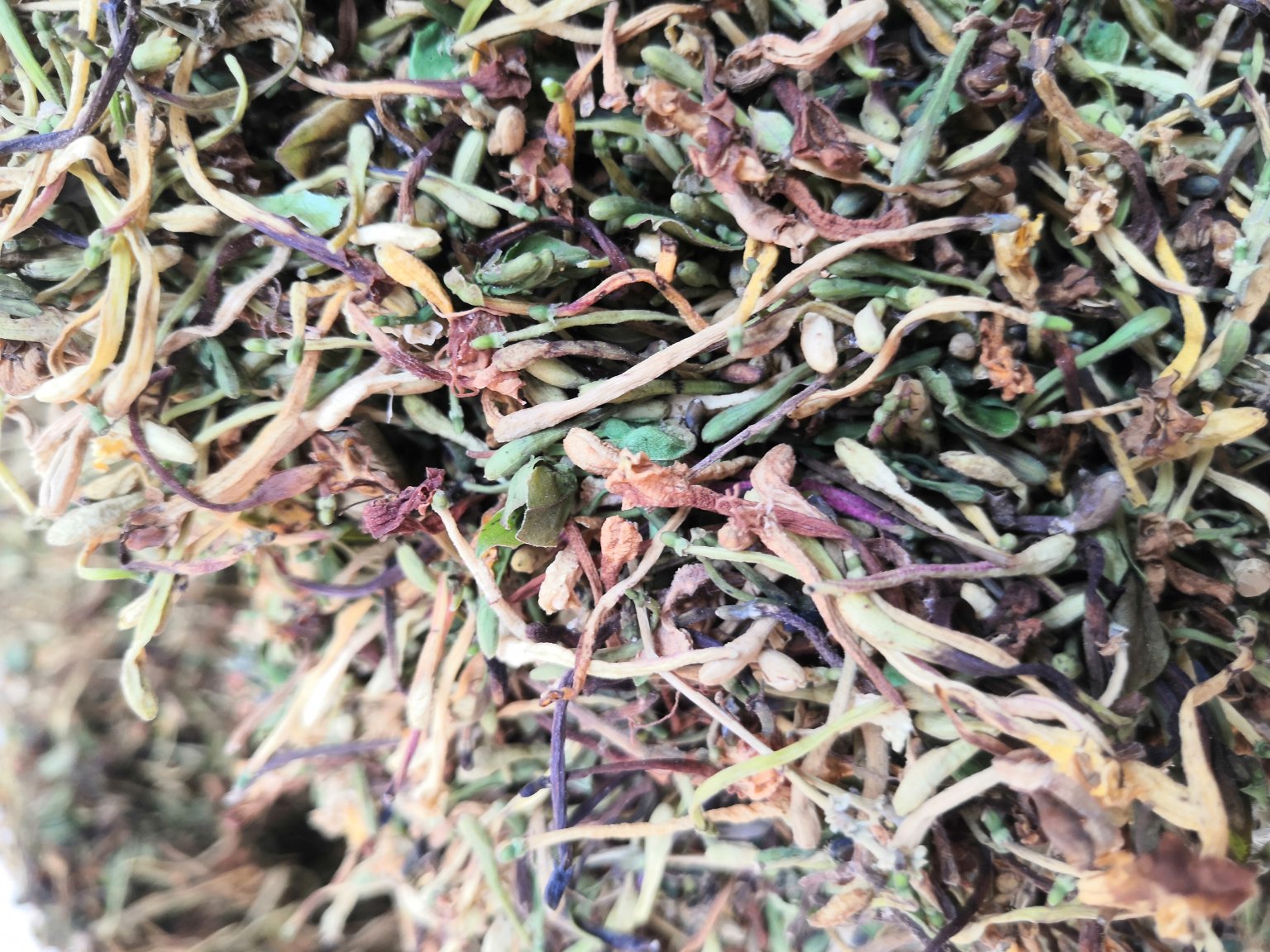 金银花干花与泡茶效果