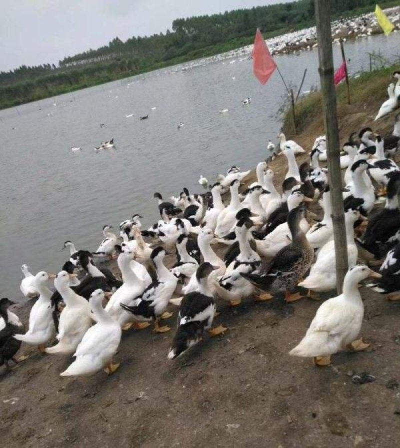 白番鸭苗鸭苗番鸭苗企业店铺认证安全有保障