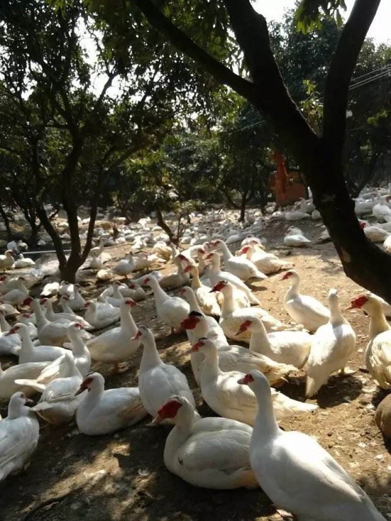 白番鸭苗鸭苗番鸭苗企业店铺认证安全有保障