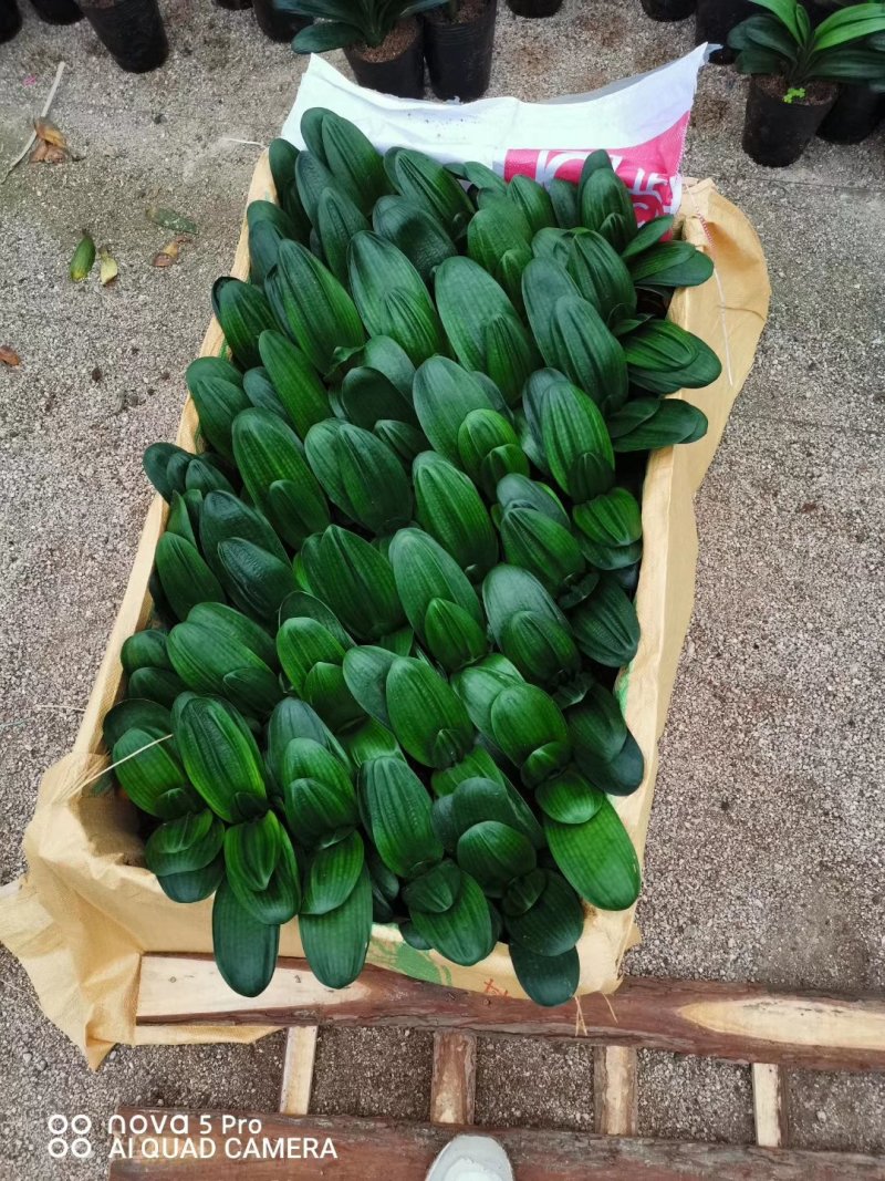 精品君子兰果兰皱叶圆叶等