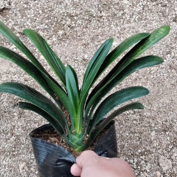 精品君子兰果兰皱叶圆叶等