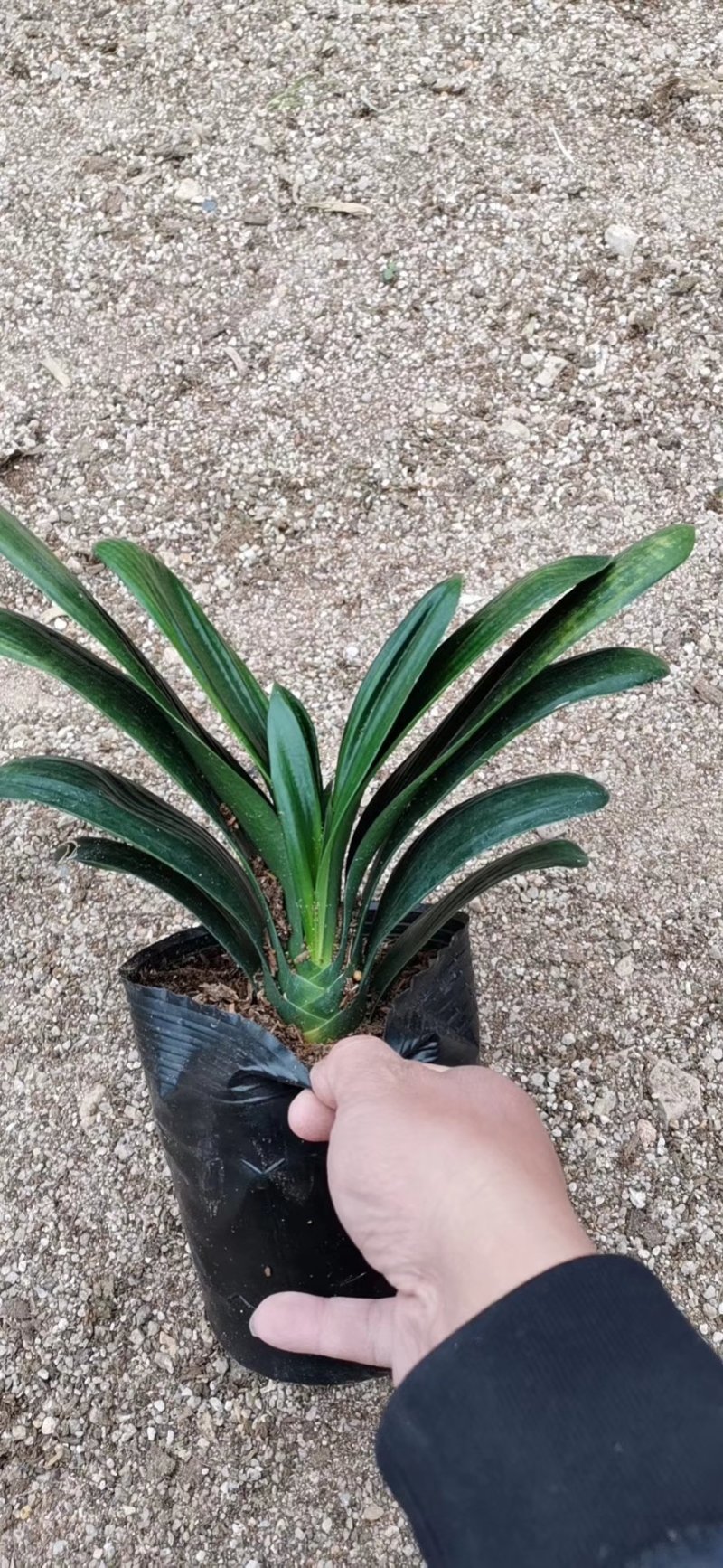 精品君子兰果兰皱叶圆叶等