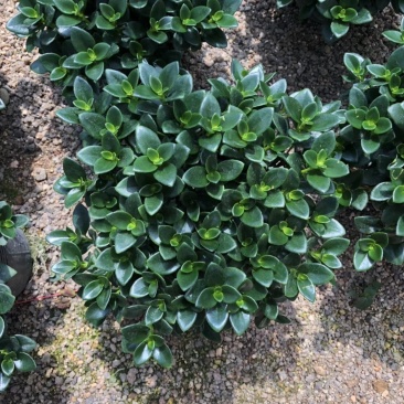 亲嘴金鱼花吊兰盆栽绿植四季常青