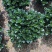 亲嘴金鱼花吊兰盆栽绿植四季常青