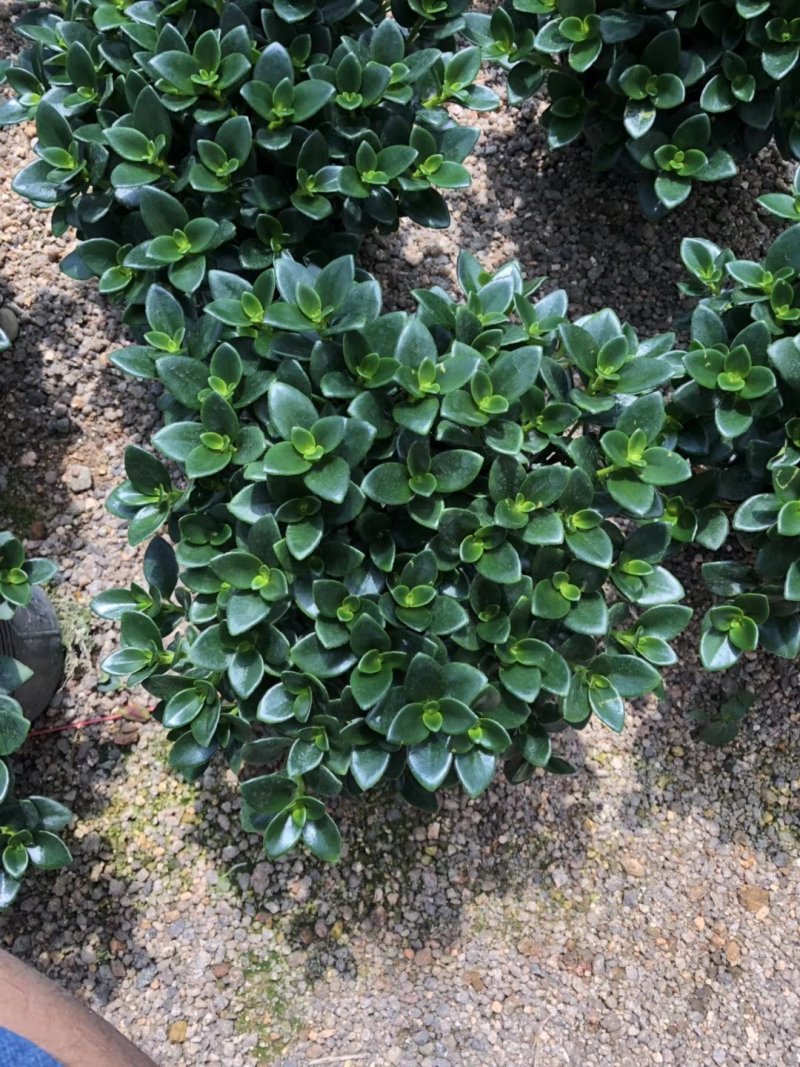亲嘴金鱼花吊兰盆栽绿植四季常青