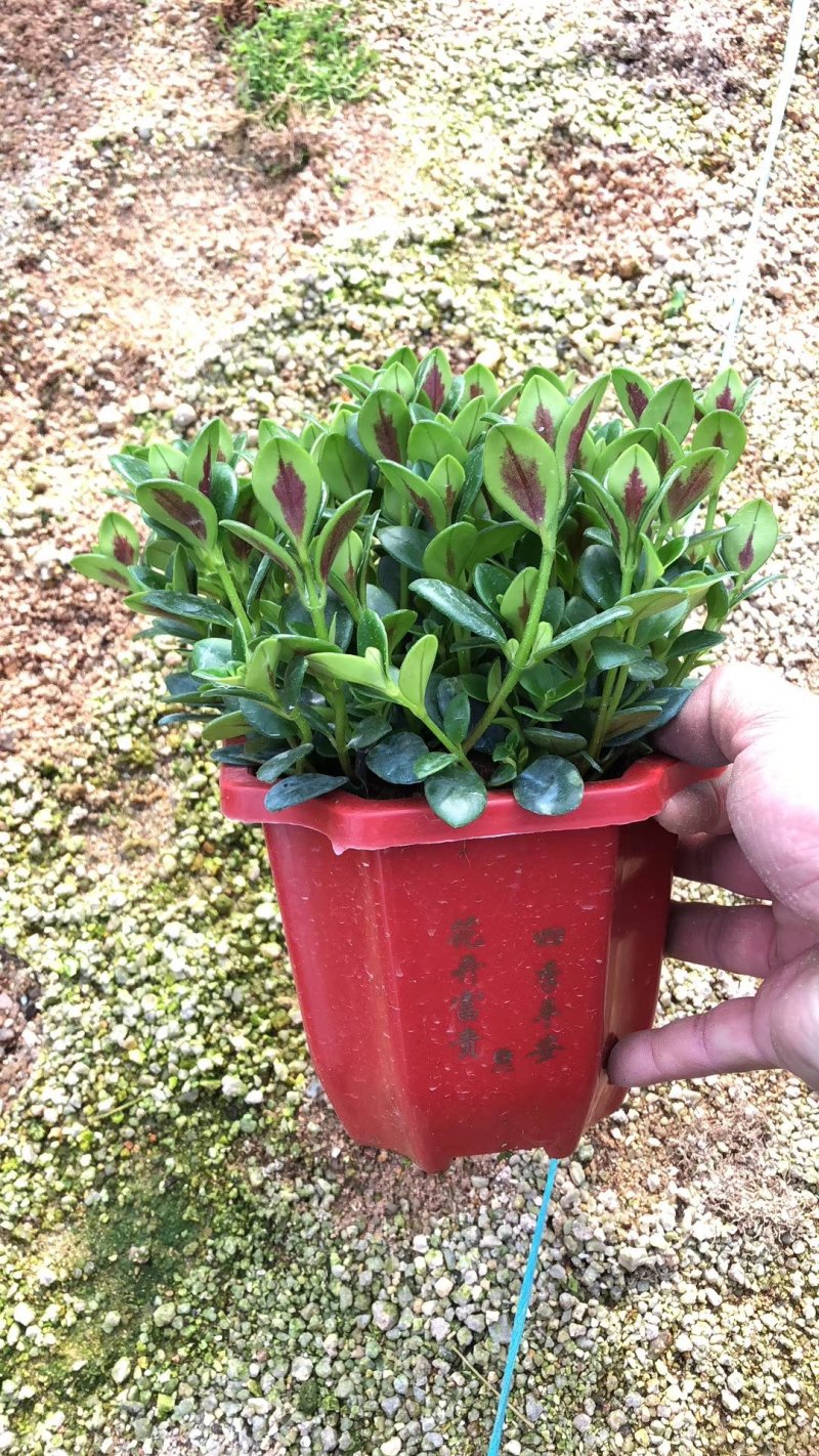 亲嘴金鱼花吊兰盆栽绿植四季常青
