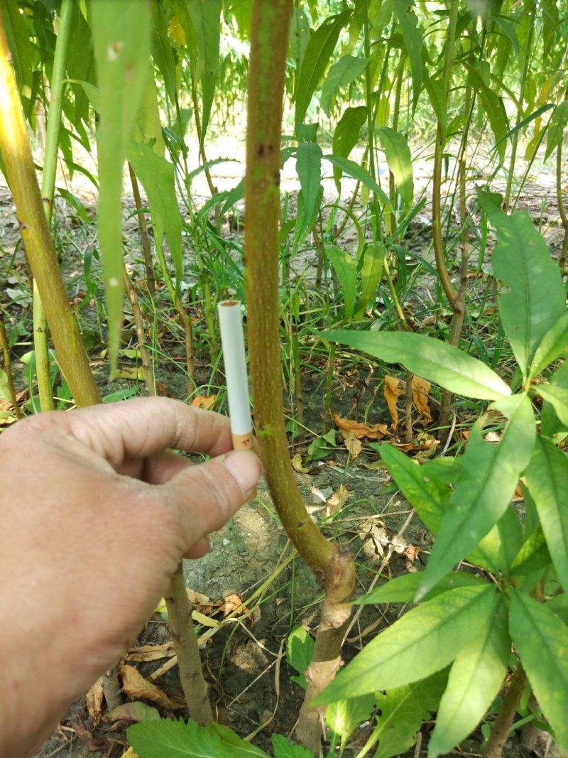 风味天后油蟠桃树苗，晚熟油蟠桃品种，油潘苗