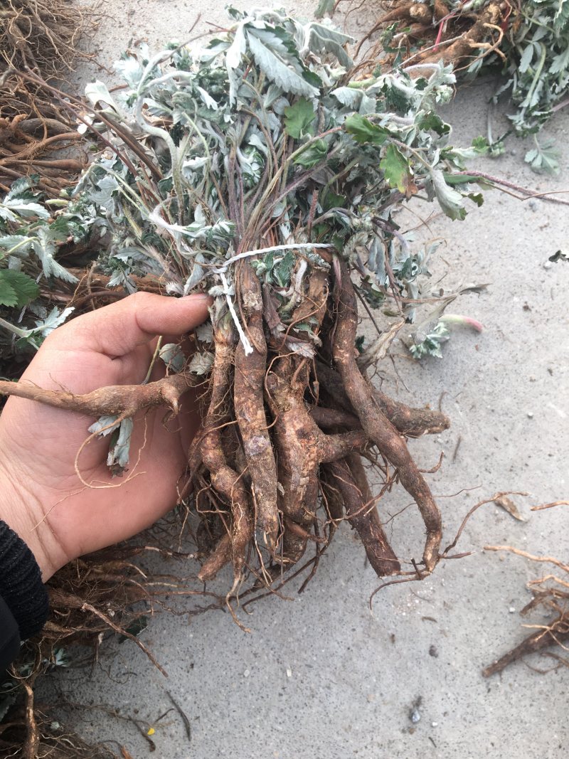 翻白草精品