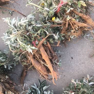 翻白草精品