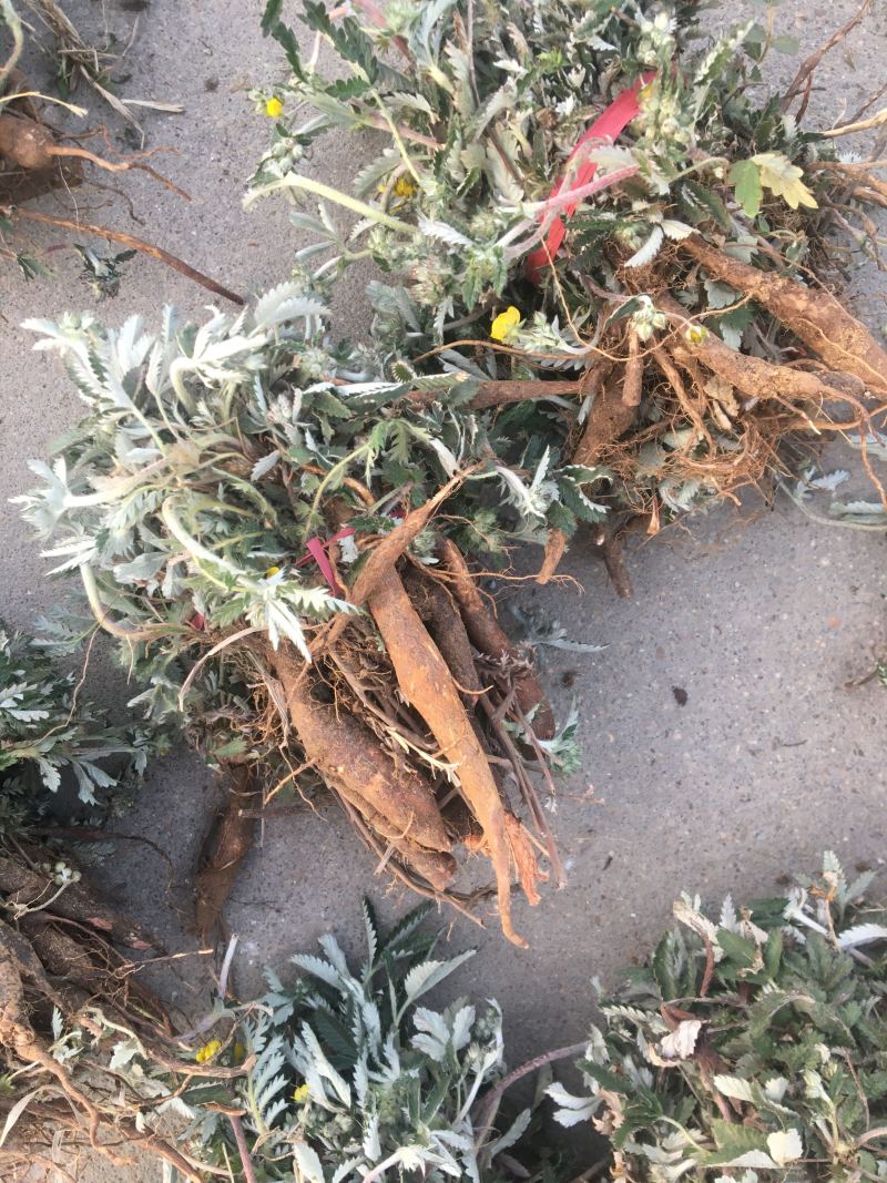 翻白草精品