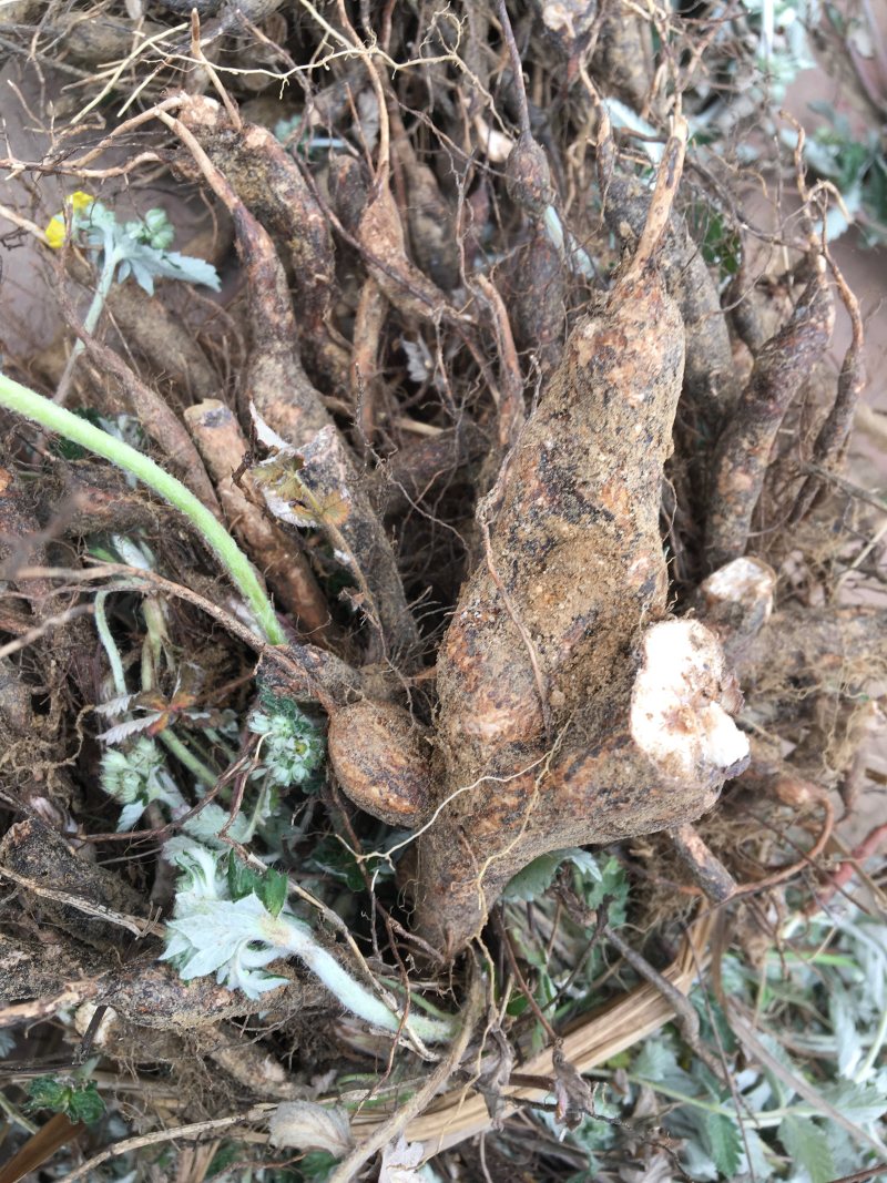 翻白草精品