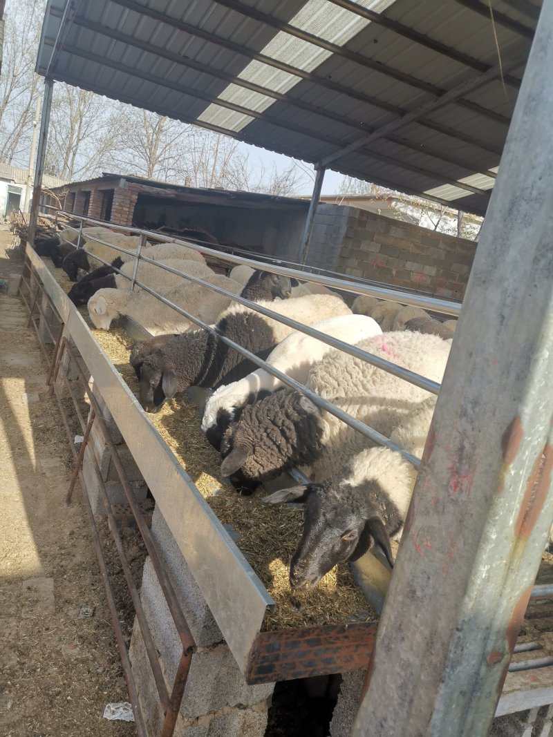 纯种杜泊羊一年两胎优质肉羊品种杜泊种羊场种羊价格