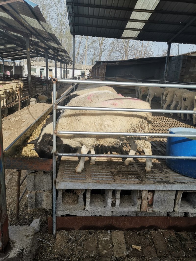 纯种杜泊羊一年两胎优质肉羊品种杜泊种羊场种羊价格