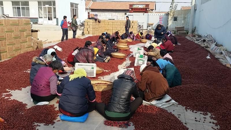 产地直供乐陵金丝小枣电商直播团购可袋装食品厂用软糯香甜