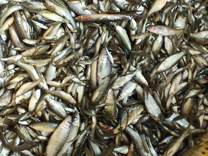 洪泽湖优质水源地河虾草虾