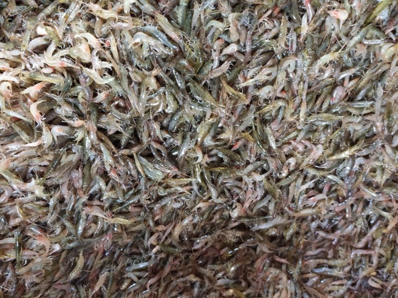 洪泽湖优质水源地河虾草虾