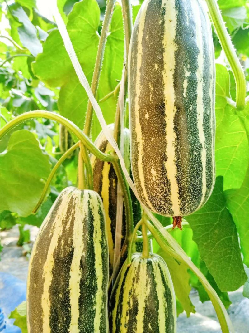 羊角蜜甜瓜，口感清脆香甜可口，对接电商平台，支持一件代发