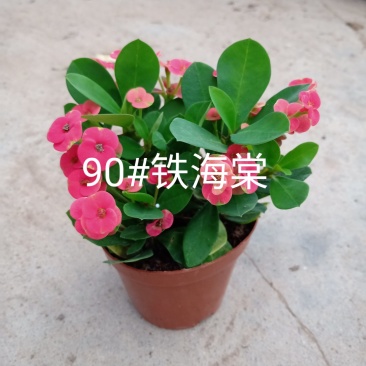 90#铁海棠110#虎刺梅批发花卉小盆栽带盆发物流