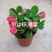 90#铁海棠110#虎刺梅批发花卉小盆栽带盆发物流