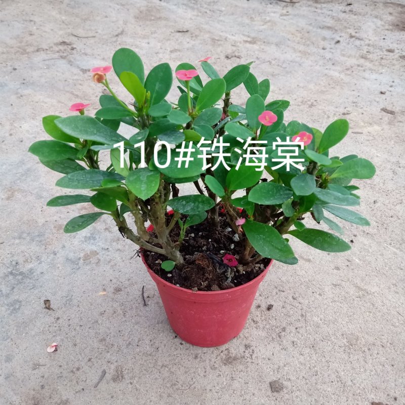 90#铁海棠110#虎刺梅批发花卉小盆栽带盆发物流