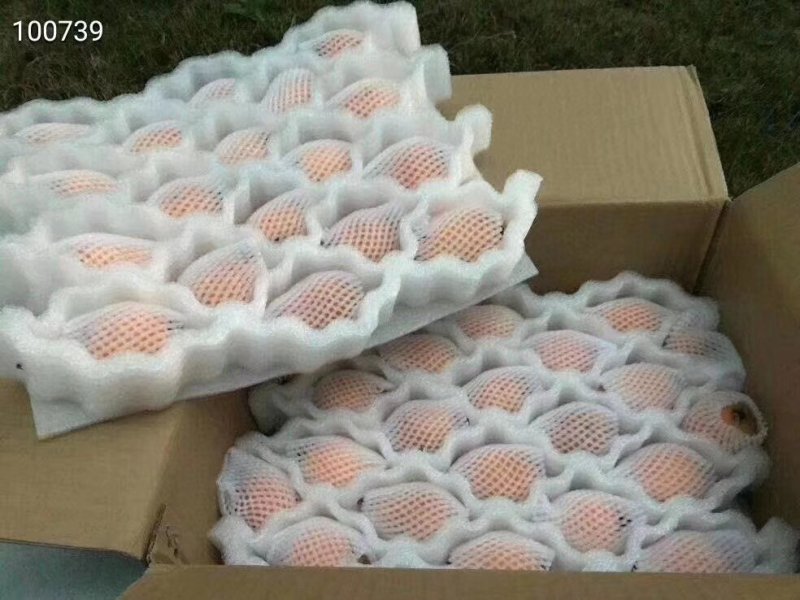 屏山大五星套袋枇杷，易剥皮，果大肉厚，籽小