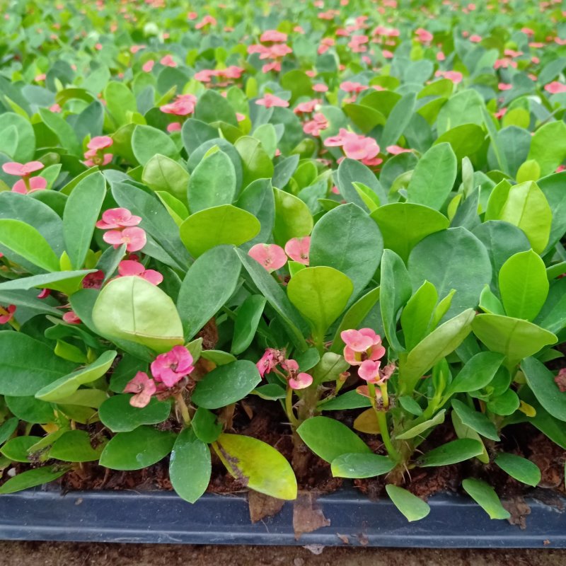 铁海棠虎刺梅苗批发四季开花植物可带穴盆发物流