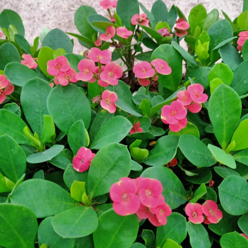 铁海棠虎刺梅苗批发四季开花植物可带穴盆发物流